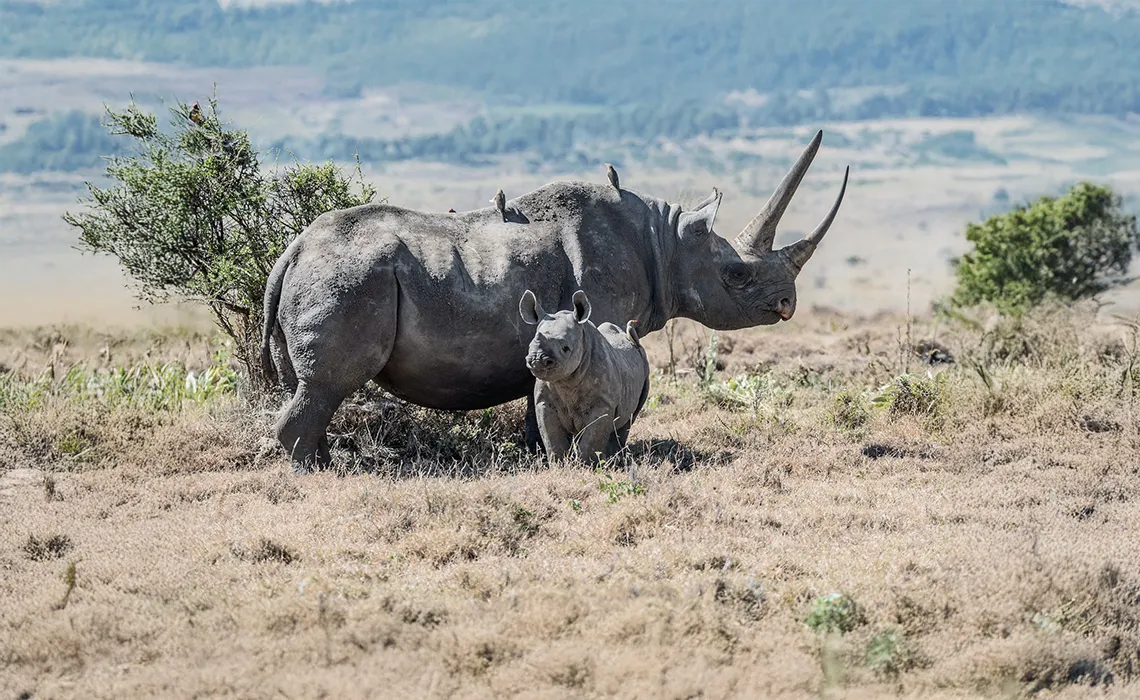 tanzania black rhinos